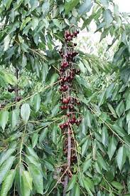 Brush up on the details in this novel, in a voice that many consider the cherry orchard chekhov's greatest play. Study Shows Value Of High Density Cherry Systems Good Fruit Grower