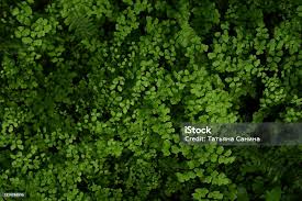 Image result for Adiantaceae