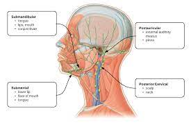 Posterior towards the back of the sternocleidomastoid muscle and anterior towards the trapezius muscle. Differential Diagnosis Of Cervical Lymphadenopathy