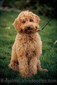 Family Photo Album Australian Labradoodles In Red Apricot Cream And Chocolate Australian Labradoodle Labradoodle Puppy Labradoodle
