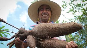 Todo el año se trabaja la la centralidad política de los sarayaku en la lucha indígena nacional de ecuador ha llevado a sus dirigentes y. Cerveza Hecha De Yuca Se Convierte En Fuente De Ingresos Para Los Agricultores En Maranhao Coprofam