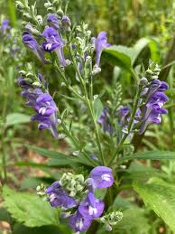 Image result for Scutellaria violascens