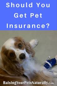 Pet Insurance Dog Insurance Cat Insurance With Images Dog Insurance Cat Insurance Pet Insurance Dogs