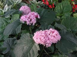 Image result for Clerodendrum