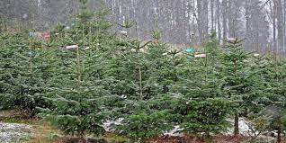 Wartet man allerdings bis kurz vor weihnachten, so sind die schönsten bäume bereits vergriffen. Weihnachtsbaum Kaufen Was Sie Beachten Sollten