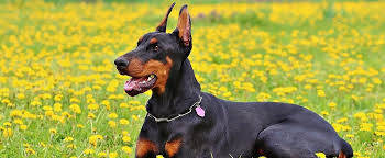 Dogs With Docked Tails Can Grow Up Mean Faunalytics
