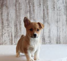 Lancaster puppies has a rowdy of cardigan welsh corgis, corgi puppies, and welsh corgi puppies. Braylin A Pembroke Welsh Corgi Dog For Sale In Fort Wayne Indiana Pembrokewelshcorgi Pembrokewelshc Corgi Dogs For Sale Corgi Puppies For Sale Corgi Dog