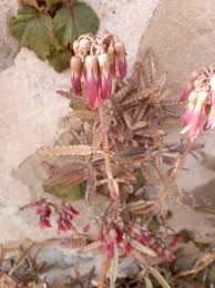 Image result for Kalanchoe daigremontiana