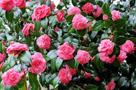 Image result for Camellia