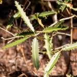 Image result for Brexia madagascariensis