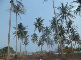 The large house has been built by the browns. Ph Passive Voice 3 English Quiz Quizizz