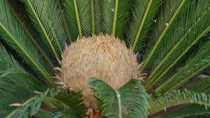 A sago palm is not really a palm but a member of the cycad family and a relative of conifers and ginko trees. Flower Of Female Sago Palm Stock Footage Video 100 Royalty Free 1057359877 Shutterstock
