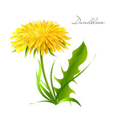 De beste kleurplaten vind je op nukleuren.nl! Vector Paardebloemen Geisoleerd Realistische Gele Paardebloemen Met Bladeren Op Een Transparante Achtergrond Alle Objecten Zijn Bewerkbaar Vector Paardenbloem Royalty Vrije Cliparts Vectoren En Stock Illustratie Image 97568090