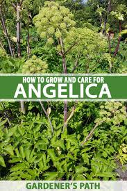 Image result for Angelica