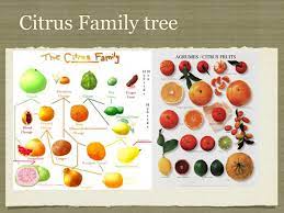 Kiwifruit (commonly shortened to kiwi in north america) or chinese gooseberry is the edible berry of several species of woody vines in the genus actinidia. Citrus Ppt Video Online Download