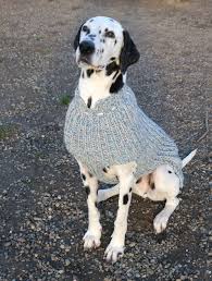 Hundepullis Fotogalerie Tierische Accessoires Aus Wolle Hunde Pullover Hunde Hundepullover
