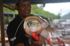 Pantang larang memakan ikan itu ada kaitan dengan cerita pak kaduk yang membuat sumpahan tidak membenarkan keturunannya memakan ikan tapah. Info Spesies Kenali Ikan Tapah Umpan