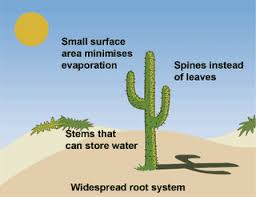Lecture 3 Transpiration Plants Worksheets Cactus Plants Evaporation