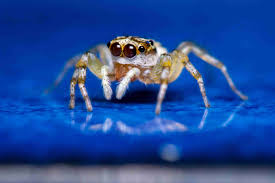 They do not carry any diseases, but according to a research, most az pest control companies claim to treat 80% of bed bugs infestation in single family homes, and 88% state they deal. Spiders Brezden Pest Control