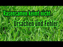 Die besten erfolge erzielst du, wenn du deinen rasen dann säst, wenn er schnell keimen kann. Rasen Wachst Nicht An Rasensamen Keimt Nicht Haufige Fehler Rasen Aussaen Youtube