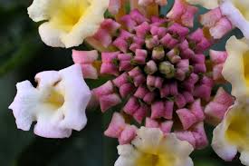 Lantana Camara Flowering The Small White Flower Is About 5mm Accross Oc 6016x4000 Small White Flowers Plants Parts Of A Plant
