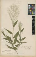 Image result for Panicum brevifolium