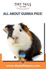 Pin On Guinea Pigs
