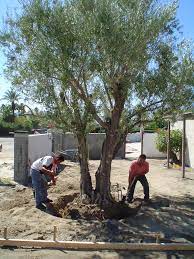 Olive trees are a miracle of nature that have changed the course of history in the ancient world. Moving Olive Trees In The Summer Yes You Can
