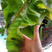 Image result for Kalanchoe crenata