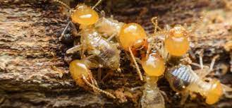 Imperial pest prevention is fully licensed by the state of florida, fully insured, better business bureau accredited, highly reviewed on google and other internet sources. How To Chase Termites Out Of Your Home The Pest Control Blog