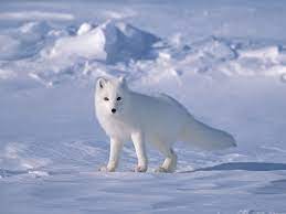 Arctic Fox Arctic Fox Animal Adaptations Animals