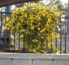 Gelsemium Sempervirens Carolina Jasmine Carolina Jessamine Carolina Yellow Jessamine Yellow Jessamine North Carolina Extension Gardener Plant Toolbox