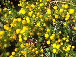 So why the timing of this post? Shrubs Multiflora Enterprises