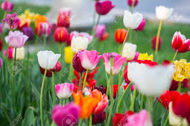 Check spelling or type a new query. Flower Tulips Pics Tulips Flower