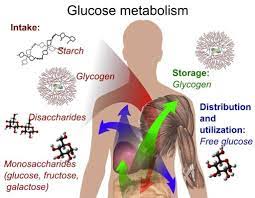 This provides an easily retrievable source of vitamin a and regulates its availability for other pathways. Big Fitness Project How Much Carbohydrate Can You Store