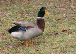 Provide drinking water by setting a shallow dish in the duck's box. What Do You Feed Baby Ducks For Proper Growth Backyard Poultry