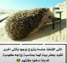 Pin By Ghada Mohammadieh On صور و عبارات مضحكه