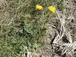 Image result for Helichrysum globosum