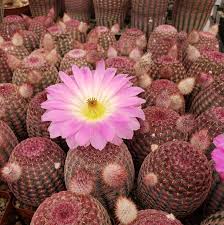 Design your everyday with cactus spines tank tops you'll love. Echinocereus Pectinatus Rubispinus Purple Plants Rainbow Cactus Cactus Plants