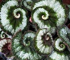 How not to kill begonias, begonia rex.how to care of it properly and how to. Begonia Rex Escargot 2 Leaves