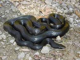 Pin On Black Snake