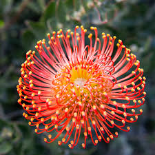 Image result for Protea angolensis