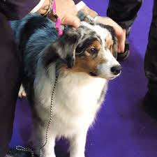 Find out at the dog days of summer event saturday, august 26th! Your August Horoscopes Dog Days Of Summer Knixteen