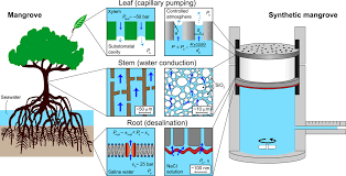 Maybe you would like to learn more about one of these? Capillary Driven Desalination In A Synthetic Mangrove Science Advances