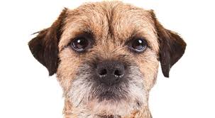 Cut the fur of a border terrier around his back can ruin it and make it curly. Everything About Your Border Terrier Luv My Dogs