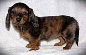 Our puppies are for pet homes. Merrywind Teckels Dachshund Colors Coats And Patterns