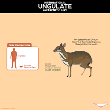 Greater mousedeer lesser malayan mouse deer tragulus napu. Did You Know The Lesser Peppermint Narwhal Creative Facebook