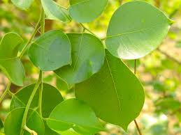 Image result for Dalbergia sissoo