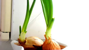 The pearl onion (allium ampeloprasum var. Onion Time Lapse Growing Youtube