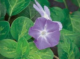 Image result for Vinca major